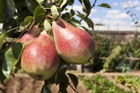 Pears in the orchard Stock Photos