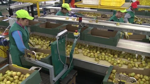 Pears packaging production line manufacture conveyer belt Stock Footage
