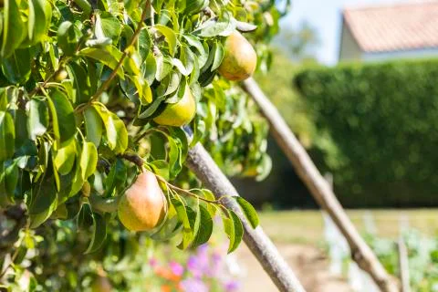 Pears in a pear tree Foto stock