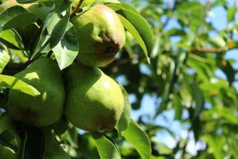 Pears on a pear tree Stock Photos