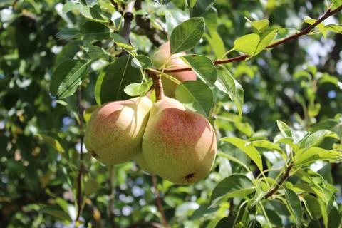 Pears on a pear tree Stock Photos