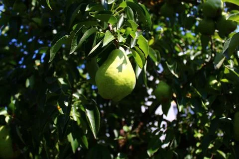 Pears on a pear tree Stock Photos