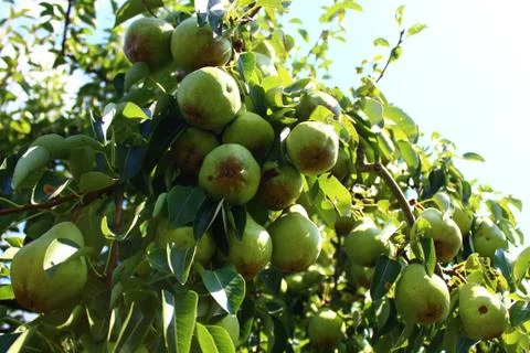 Pears on a pear tree Stock Photos