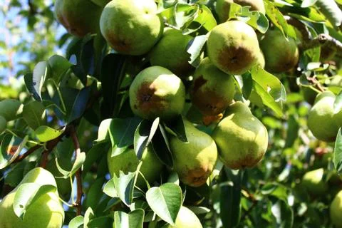 Pears on a pear tree Stock Photos