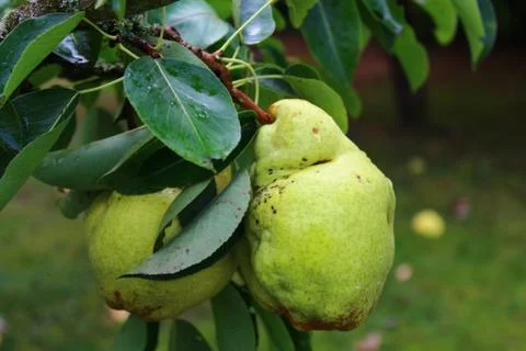 Pears on a pear tree Foto stock