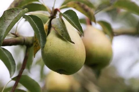 Pears Stock Photos