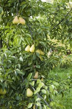Pears Stock Photos