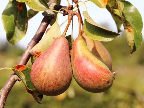 Pears Stock Photos
