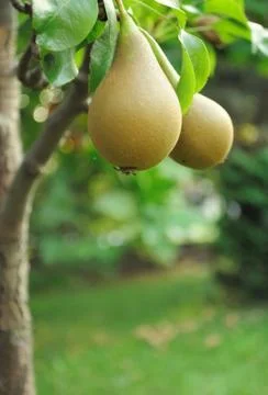 Pears Stock Photos