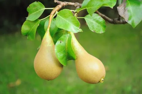 Pears Stock Photos