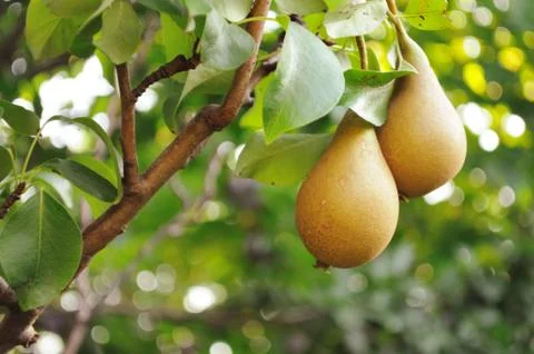 Pears Stock Photos