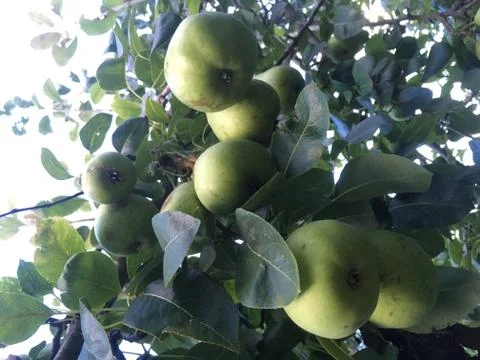 Pears Stock Photos