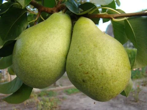 Pears Stock Photos