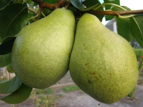 Pears Stock Photos