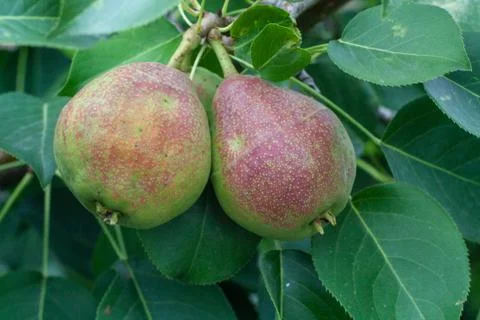 Pears Stock Photos