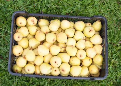 Pears Stock Photos