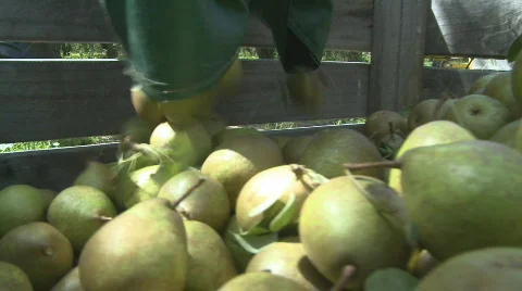 Pears picked into bin point of view Stock Footage 342620