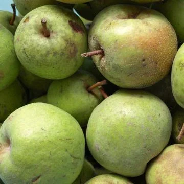 Pears picture Stock Photos