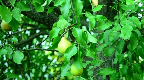Pears in the summer garden. Stock Footage 67373112