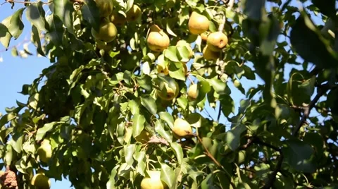 Pears in the summer garden. Stock Footage 67373115