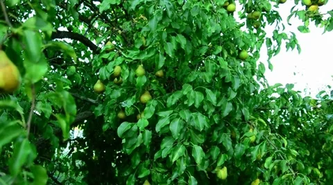 Pears in the summer garden. Stock Footage 67373489