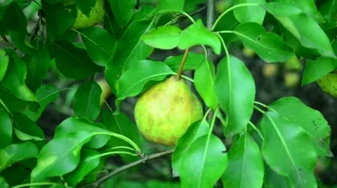 Pears in the summer garden. Stock Footage 67373514