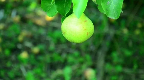 Pears in the summer garden. Stock Footage 67373519