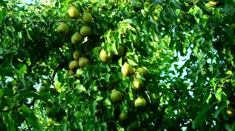 Pears in the summer garden. Stock Footage 67373552