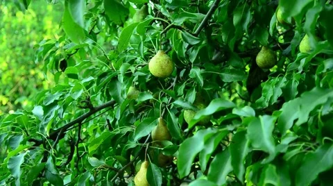 Pears in the summer garden. Stock Footage 67373553