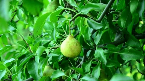 Pears in the summer garden. Stock Footage 67373572