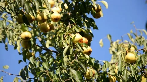 Pears in the summer garden. Stock Footage 67373586