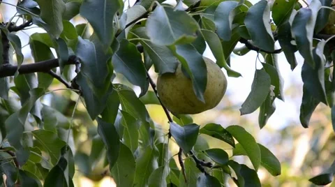 Pears in the summer garden. Stock Footage 67373604