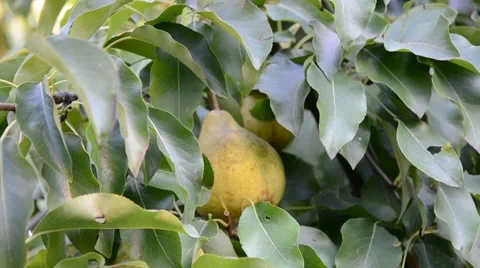 Pears in the summer garden. Stock Footage 67373606