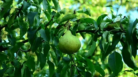 Pears in the summer garden. Stock Footage 67406125