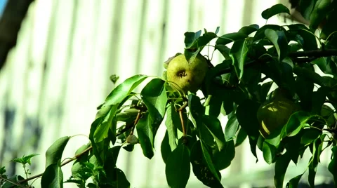 Pears in the summer garden. Stock Footage 67406143