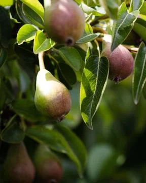 Pears on their tree Stock Photos