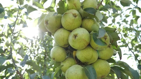 With pears on the tree branch and the sun filtering through Stock Footage 153703847