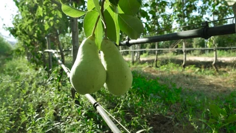 Pears on a tree branch and a working irrigation system Stock Footage 153705213