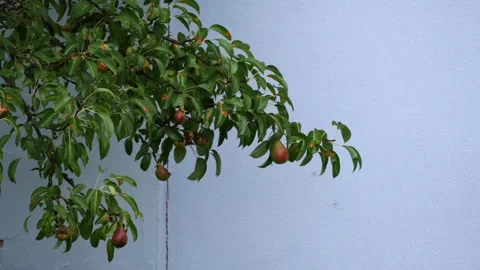 Pears on a tree branch in front of a light blue house wall on a summer evening Stock Footage 247118297