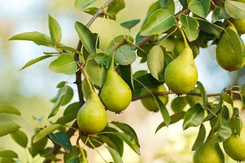 Pears on tree branch Stock Photos