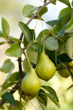 Pears on tree branch 스톡 사진