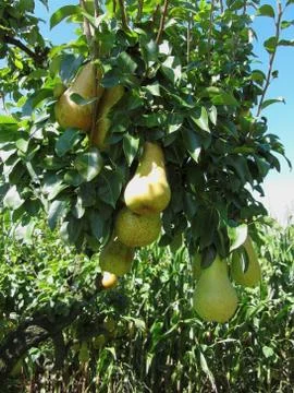 Pears on tree branches Stock Photos