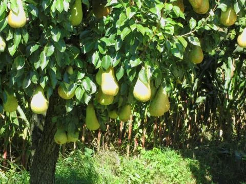 Pears on tree branches Stock Photos