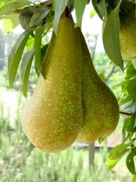 Pears on tree branches Stock Photos