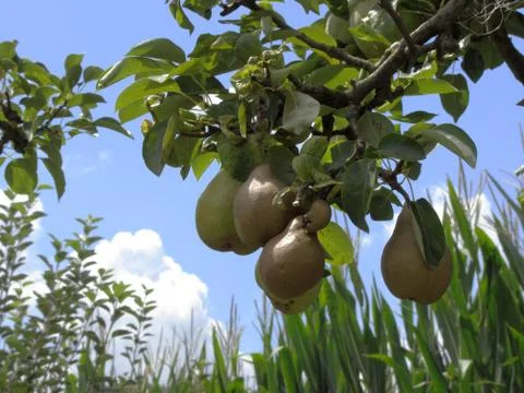 Pears on tree branches Stock Photos