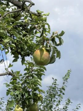 Pears on tree branches Stock Photos