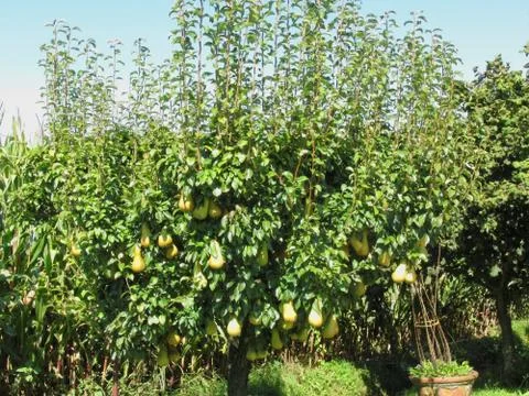 Pears on tree branches Stock Photos