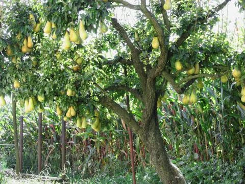 Pears on tree branches Stock Photos