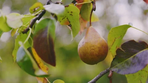 Pears on a tree close-up Stock Footage 217545381