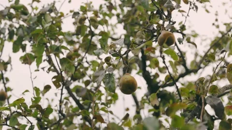 Pears on a tree close-up Stock Footage 219942764